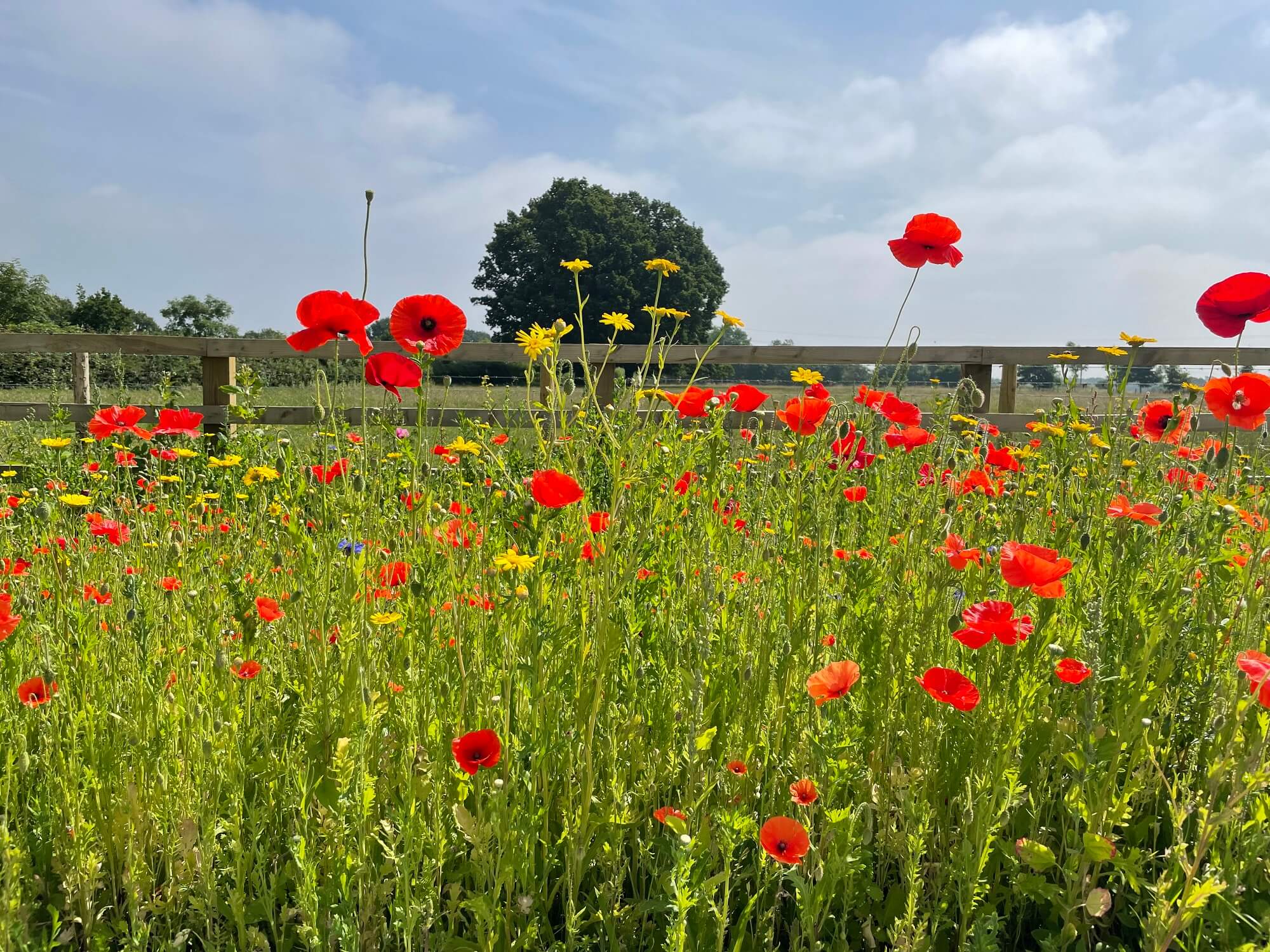 Haggs Farm Business Park wild flowers